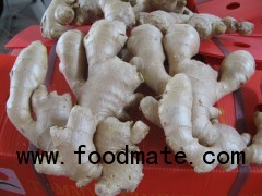 Fresh Ginger New Crop