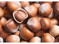 UTZ to launch hazelnut sustainability program in Turkey