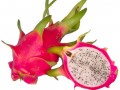 Dominican Republic expects to increase pitahaya exports