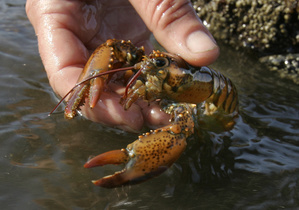  baby lobsters