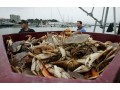 IUU crab fight moves to Korea after Japan starts requiring docs