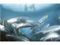 Marine Harvest announces EUR 375m bond