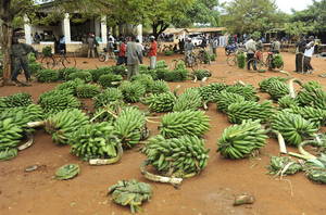 global banana trade