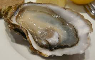 oyster