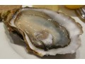 BP oil spill causing lowest oyster supply on record?
