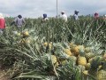 Dole to expand plantation area to meet new markets