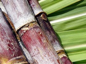 sugar cane