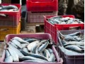 Innovative Programme to Boost African Fish Trade and Improve Livelihoods