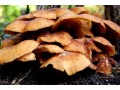 Death Cap mushrooms in ACT poisoning incident not from Woolworths