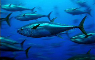 bluefin tuna 
