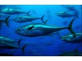 Pew urges EU to adopt electronic tuna tracking