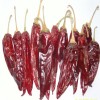 American Hot Chili with High Quality
