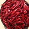 Good Quality Dry Red Chili