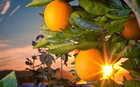 South African citrus fruit