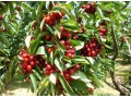 Turkish cherry campaign expected to start a week earlier