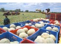 Honduras to export 20 million boxes of melons