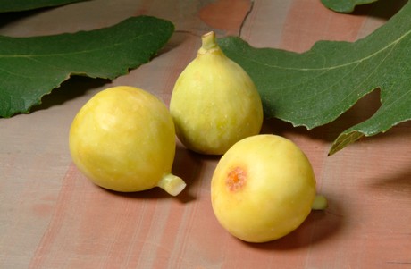 fig