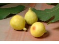 Good season prospects for California-grown figs