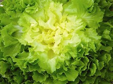 Escarole