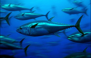 bluefin tuna