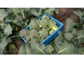 Early start to broccoli season offers opportunities