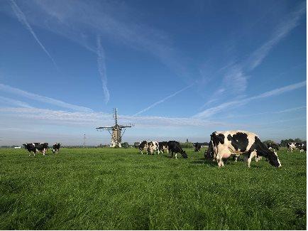 FrieslandCampina