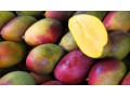 Mango prices back to normal levels