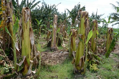 Indian banana