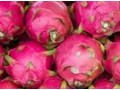 Vietnamese firm plans to start US$100 million dragon fruit farm in Australia