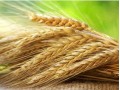 Weather Concerns Affect US Wheat Market