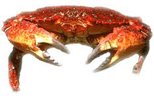 Jonah crab