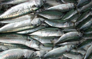 mackerel