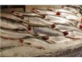 Salmon prices uncertain for Copper River opening