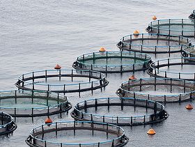 Norwegian Salmon Farm