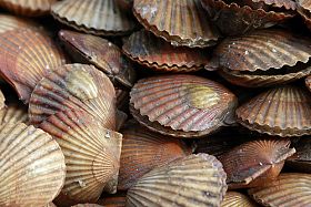 Vietnamese Bivalve Mollusc