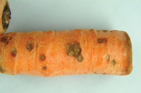 carrot