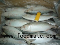 Sell: Indian mackerel fish whole round