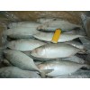 Sell: Indian mackerel fish whole round