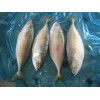 Sell: Short body mackerel fish whole round