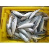 Sell: Round scad fish whole round