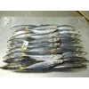 Sell: Layang scad fish whole round