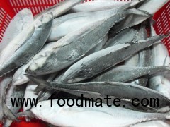 Sell: Horse mackerel fish whole round