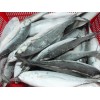 Sell: Horse mackerel fish whole round