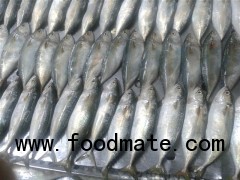 Sell: Indo-pacific mackerel whole round