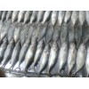 Sell: Indo-pacific mackerel whole round