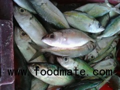 Sell: Big eyes scad fish whole round