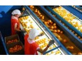 Uruguay to send 9,000 tons of citrus to U.S. market