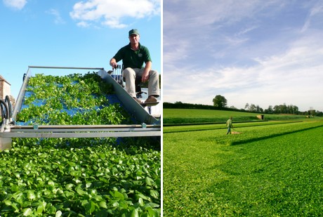 leaf crops