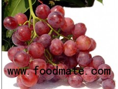 Red Globe Grape