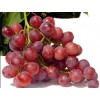 Red Globe Grape